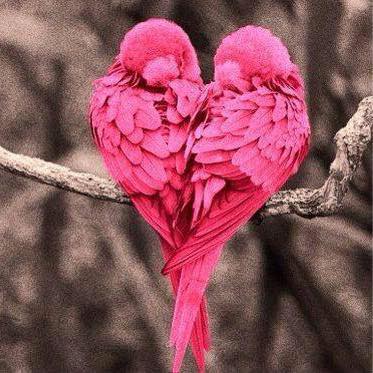 pink love birds